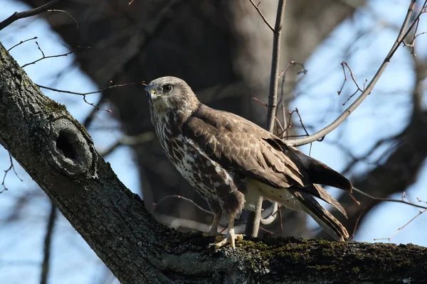 Yaygın Akbaba Buteo Buteo — Stok fotoğraf