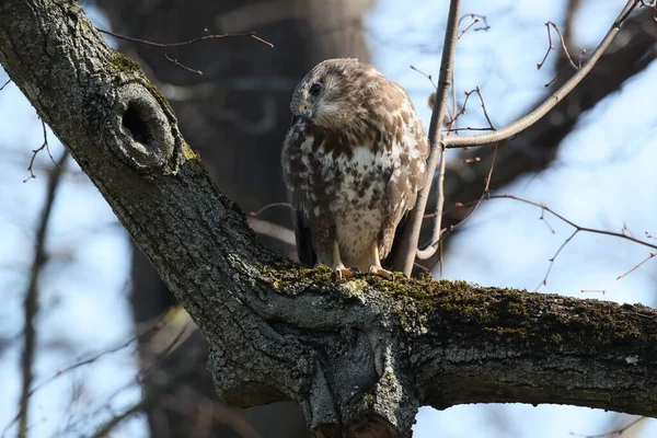 Yaygın Akbaba Buteo Buteo — Stok fotoğraf