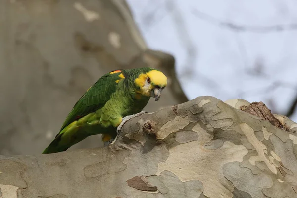 Amazonas Cabeza Amarilla Amazona Oratrix Rosenstein Park Stuttgart Baden Wuerttemberg — Foto de Stock