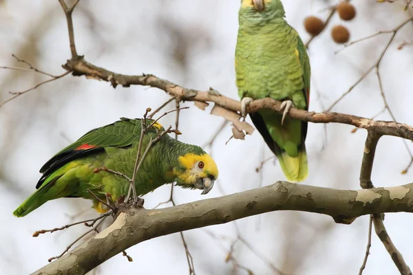 Amazone Tête Jaune Amazona Oratrix Rosenstein Park Stuttgart Bade Wurtemberg — Photo