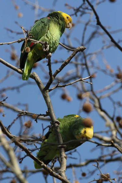 Yellow Headed Amazon Amazona Oratrix Rosenstein Park Stuttgart Baden Wuerttemberg — Stock Photo, Image