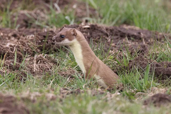 Стоат Mustela Erminea Свабіанські Альпи — стокове фото