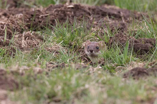 Стоат Mustela Erminea Свабіанські Альпи — стокове фото