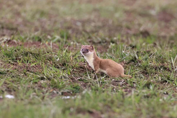 Stoat Mustela Erminea Swabian Alps — Stock Photo, Image