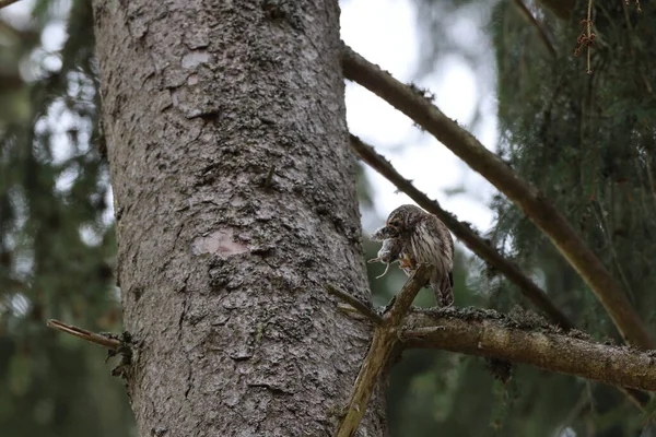Eurasian Pygmy Owl Glaucidium Passerinum Swabian Jura Germany — Stock Photo, Image