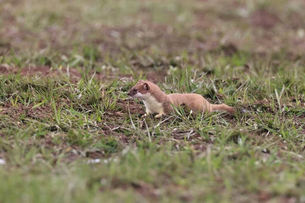 Stolec Mustela Erminea Alpy Swabijskie — Zdjęcie stockowe