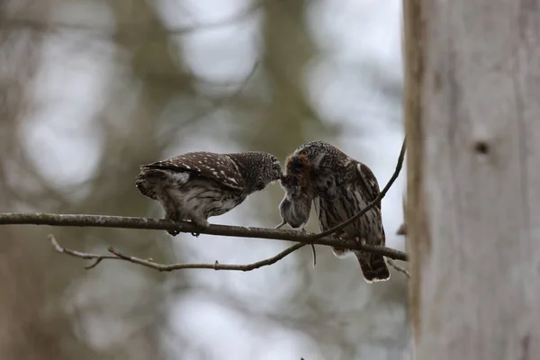 Búho Pigmeo Euroasiático Glaucidium Passerinum Macho Pasa Ratón Hembra Swabian — Foto de Stock