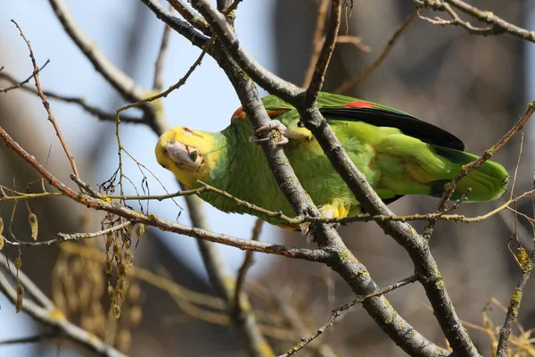 Amazone Tête Jaune Amazona Oratrix Rosenstein Park Stuttgart Bade Wurtemberg — Photo