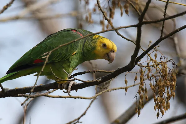 Yellow Headed Amazon Amazona Oratrix Rosenstein Park Stuttgart Baden Wuerttemberg — Stock Photo, Image