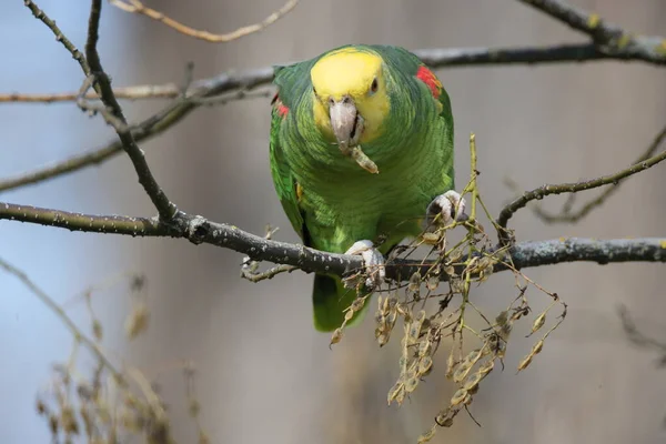 Yellow Headed Amazon Amazona Oratrix Rosenstein Park Stuttgart Baden Wuerttemberg — Stock Photo, Image