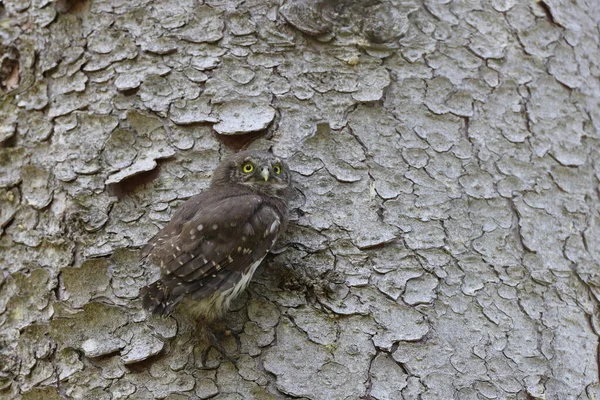 Young Eurasian Pygmy Owl Glaucidium Passerinum Swabian Jura Germany — 스톡 사진