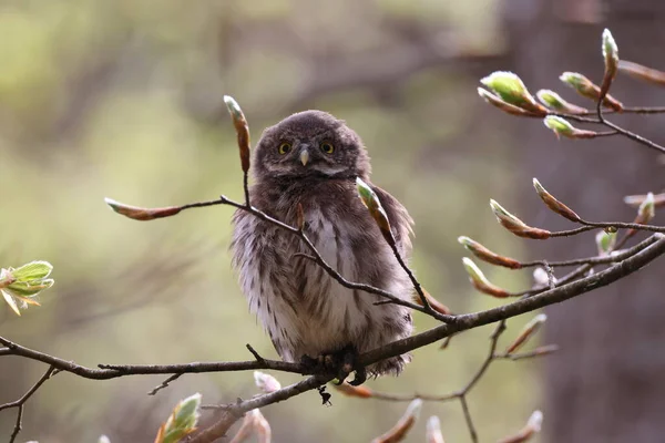 Young Eurasian Pygmy Owl Glaucidium Passerinum Swabian Jura Germany — Stock Photo, Image