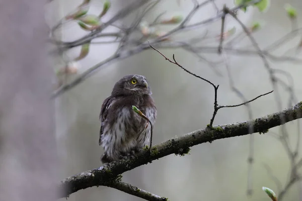 Young Eurasian Pygmy Owl Glaucidium Passerinum Swabian Jura Germany — 스톡 사진