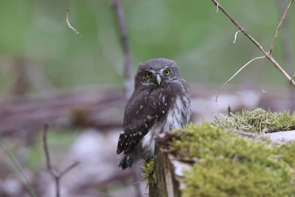 Jovem Coruja Pigmeu Eurásia Glaucidium Passerinum Suábia Jura Alemanha — Fotografia de Stock