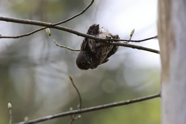 Joven Lechuza Pigmeo Euroasiática Glaucidium Passerinum Swabian Jura Alemania — Foto de Stock