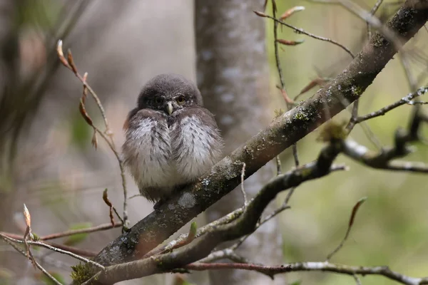 Fiatal Eurázsiai Törpe Bagoly Glaucidium Passerinum Sváb Jura Németország — Stock Fotó