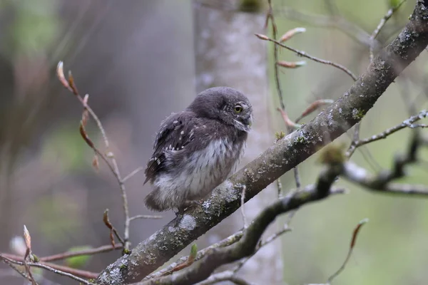 Młoda Eurazjatycka Sowa Pigmejska Glaucidium Passerinum Swabian Jura Niemcy — Zdjęcie stockowe