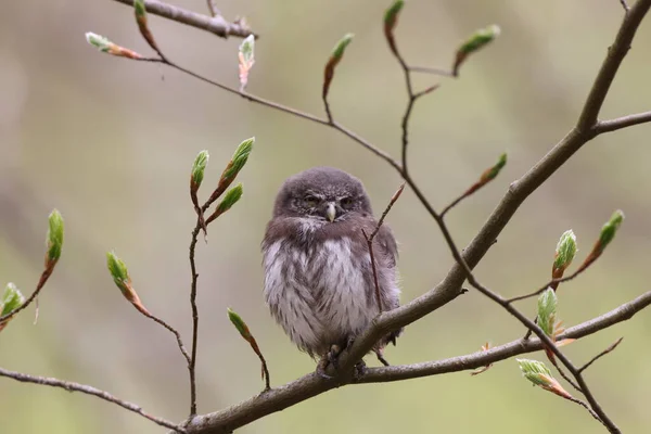 Genç Avrasya Pigme Baykuşu Glaucidium Passerinum Swabian Jura Almanya — Stok fotoğraf