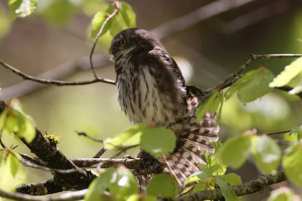 Genç Avrasya Pigme Baykuşu Glaucidium Passerinum Swabian Jura Almanya — Stok fotoğraf