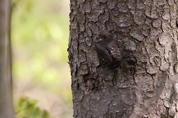 Young Eurasian Pygmy Owl Glaucidium Passerinum Swabian Jura Germany — 스톡 사진