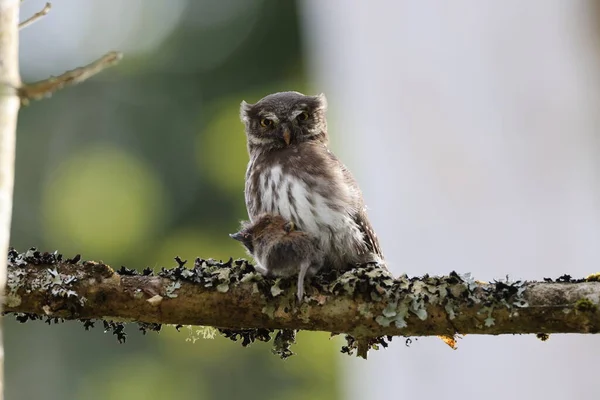 Young Eurasian Pygmy Owl Glaucidium Passerinum Swabian Jura Germany — 스톡 사진