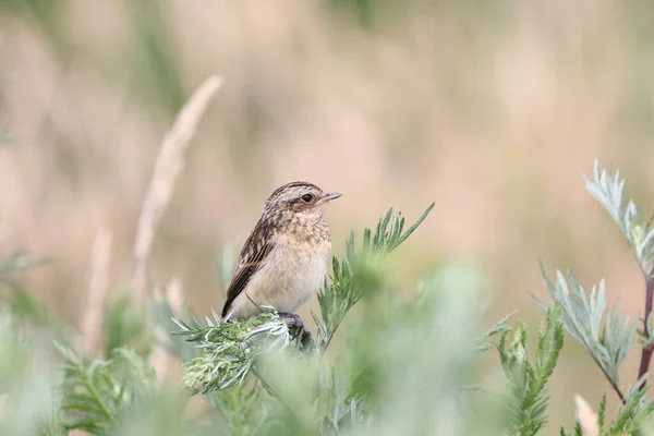 Młody Whinchat Saxicola Rubetra — Zdjęcie stockowe