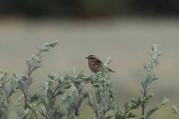 Unga Gnällspikar Saxicola Rubetra — Stockfoto