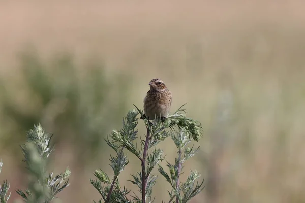 Joven Whinchat Saxicola Rubetra — Foto de Stock