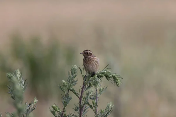 Young Whinchat Saxicola Rubetra — Stock Photo, Image