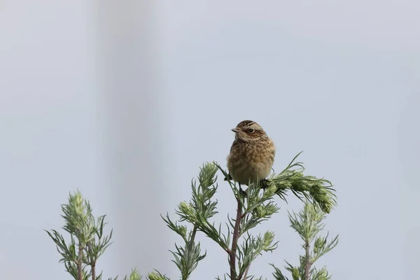 Joven Whinchat Saxicola Rubetra —  Fotos de Stock