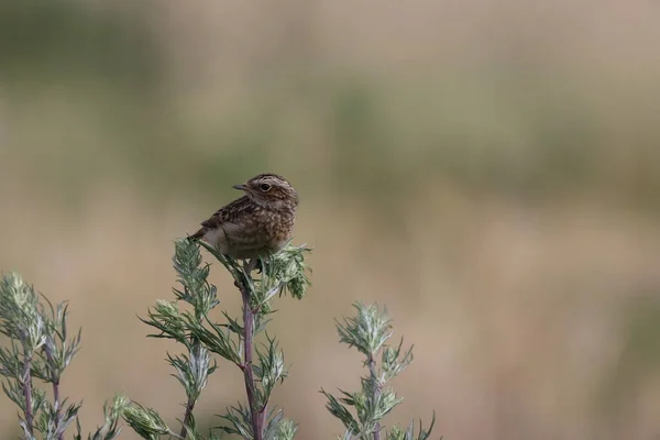 Young Whinchat Saxicola Rubetra — Stock Photo, Image