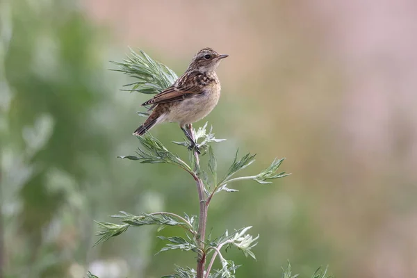 Young Whinchat Saxicola Rubetra — Stock Photo, Image