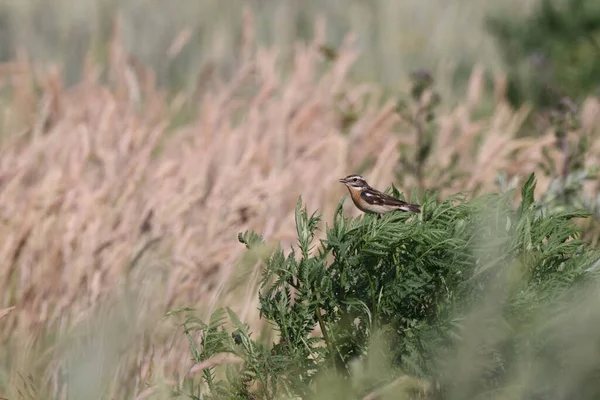 Whinchat Saxicola Rubetra Germany — 스톡 사진