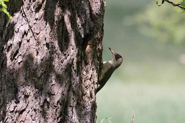 巣穴のヨーロッパの緑のキツツキ — ストック写真