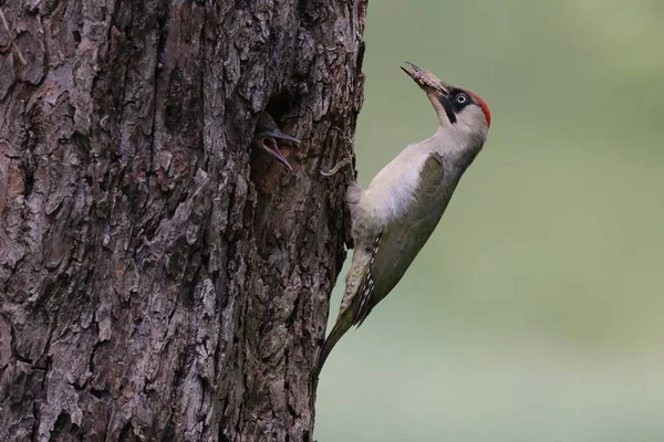 European Green Woodpecker Nest Hole — Stock Photo, Image