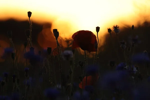 Campo Papaveri Tramonto — Foto Stock