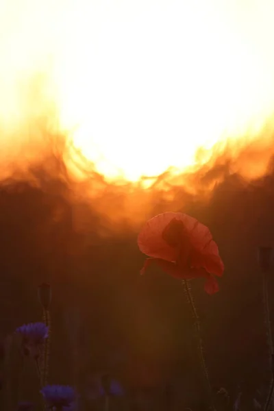 Poppies Field Sunset — Stock Photo, Image