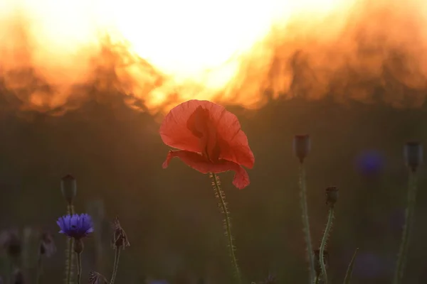 Mohnfeld Sonnenuntergang — Stockfoto