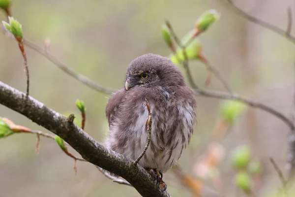 Young Eurasian Pygmy Owl Glaucidium Passerinum Swabian Jura — Stock Photo, Image