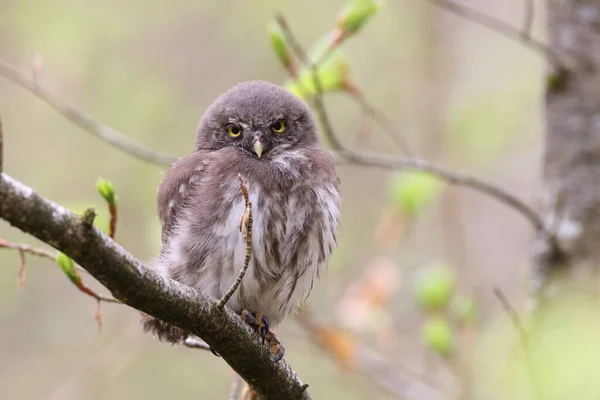 유라시아 피그미 올빼미 Glaucidium Passerinum Swabian Jura — 스톡 사진