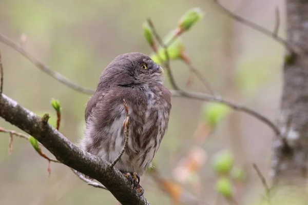 Jovem Coruja Pigmeu Eurásia Glaucidium Passerinum Suábia Jura — Fotografia de Stock