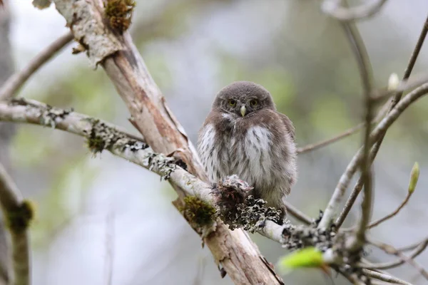 Młoda Eurazjatycka Sowa Pigmejska Glaucidium Passerinum Swabian Jura — Zdjęcie stockowe