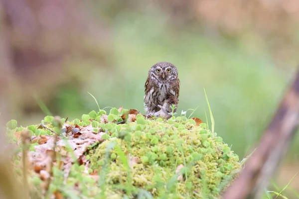 Євразійська Пігмейська Сова Сова Glaucidium Passerinum Swabian Jura — стокове фото