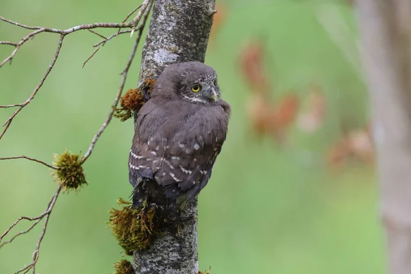 유라시아 피그미 올빼미 Glaucidium Passerinum Swabian Jura — 스톡 사진