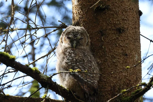 Petite Chouette Fauve Chouette Brune Strix Aluco Assise Sur Arbre — Photo