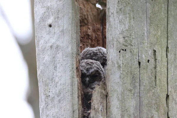 의나무에 Tawny Owl Brown Owl Strix Aluco — 스톡 사진