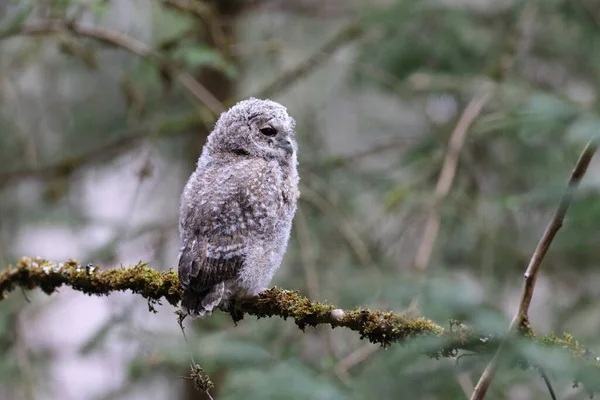 Little Tawny Uil Bruine Uil Strix Aluco Zittend Boom Het — Stockfoto