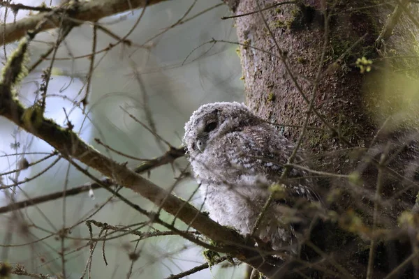 Little Tawny Uil Bruine Uil Strix Aluco Zittend Boom Het — Stockfoto