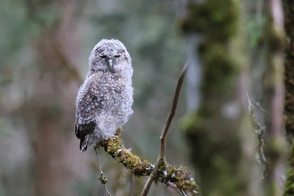 Little Tawny Uil Bruine Uil Strix Aluco Zittend Boom Het — Stockfoto