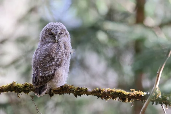 Piccolo Gufo Tawny Gufo Bruno Strix Aluco Seduto Sull Albero — Foto Stock